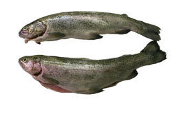 Рыба