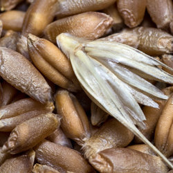 Цельнозерновые продукты (злаки)