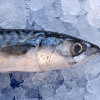 скумбрия