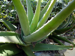 aloe