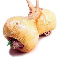 koren-maki