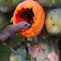 nastoyashhij-superfood