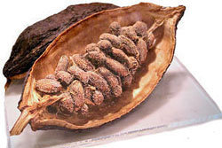 kakao-boby