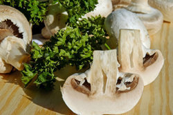20. Грибы