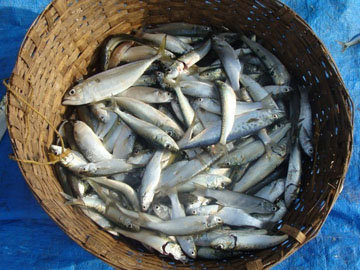 рыба