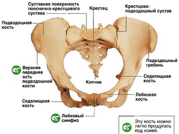 Мышцы малого таза