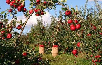 потребление местных сезонных продуктов