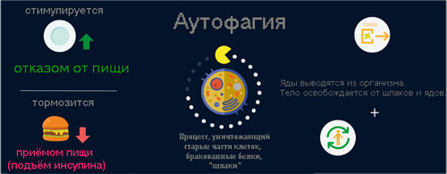 Процесс аутофагии