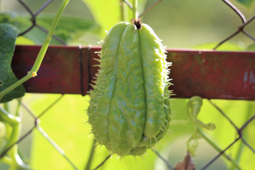 mexican-cucumber