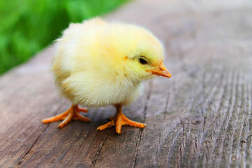 Яйца как суперпродукт
