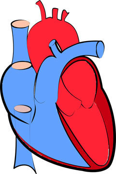 human-heart