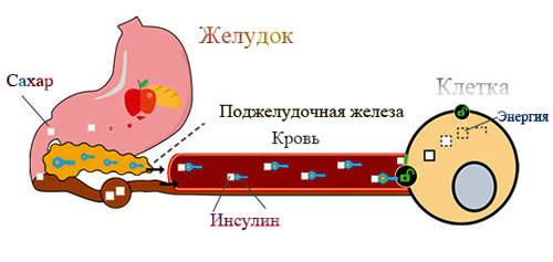 Инсулин и регуляция уровня сахара в крови