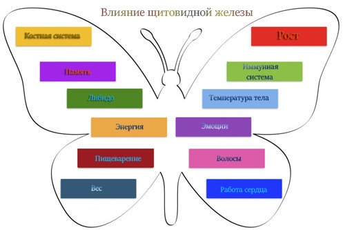 Гормоны щитовидной железы и их функции