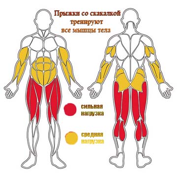 Прыжки со скакалкой тренируют все мышцы тела