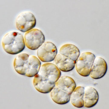 Chromera velia