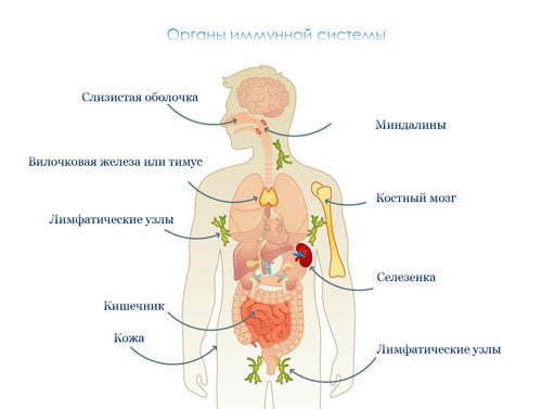 Иммунная система человека