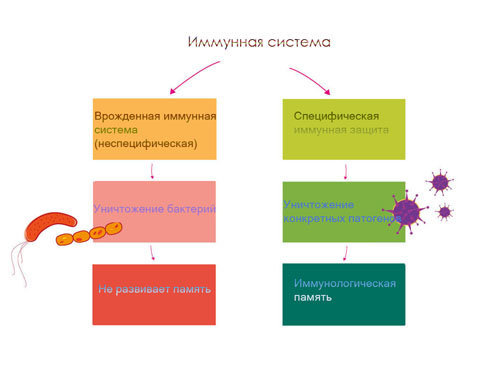 Иммунная система. Функции