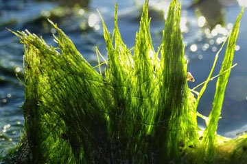 Vaucheria velutina