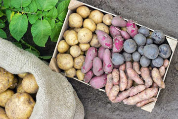 крупы и картофель