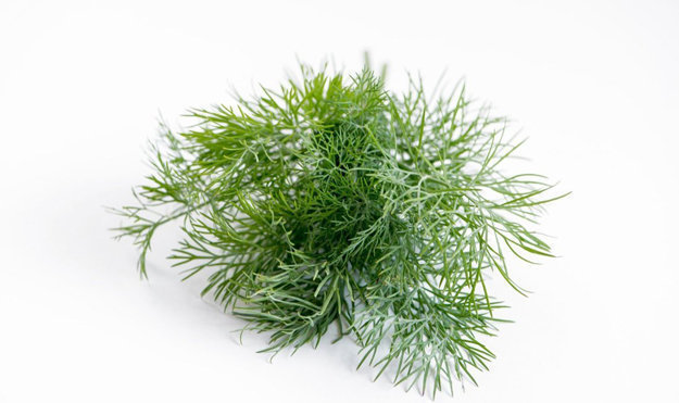 Укроп, ботанически Anethum graveolens