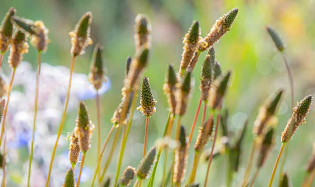 Psyllium