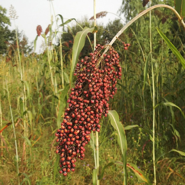 sorghum