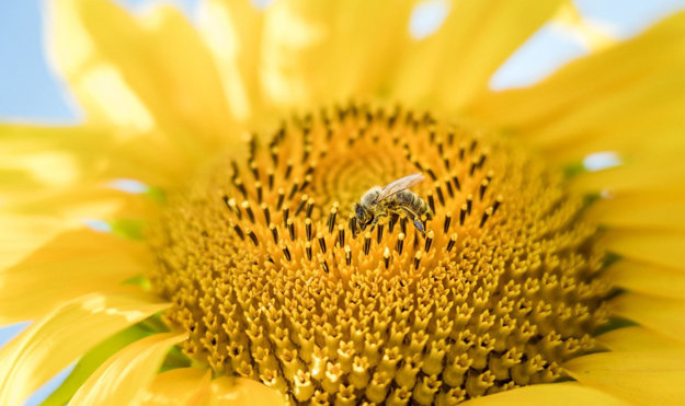 Helianthus annuus