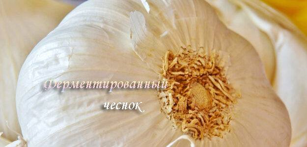 Ферментация чеснока