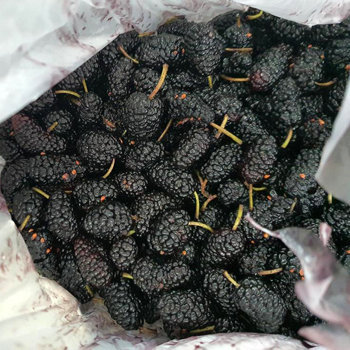 Шелковица. Польза