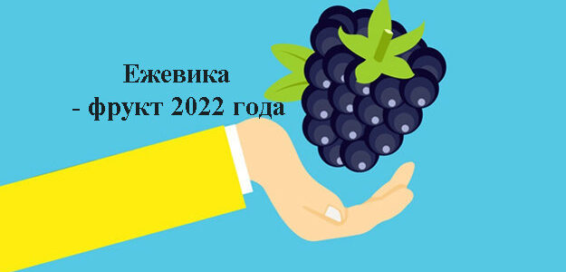 Ежевика - фрукт 2022 года