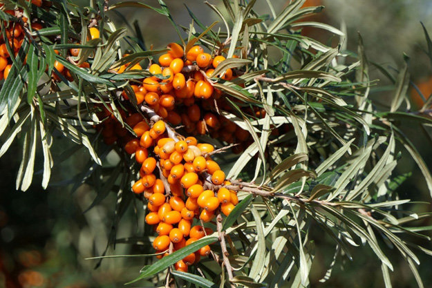 Hippophae rhamnoides