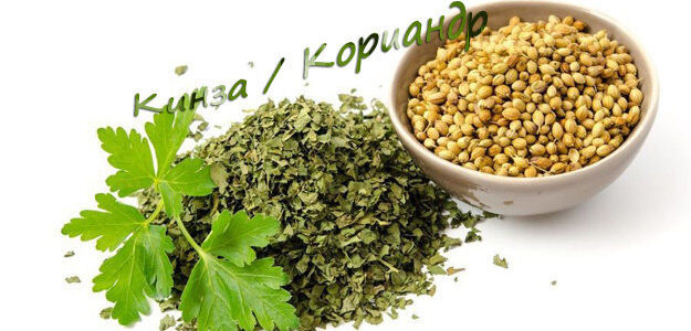 Кинза. Кориандр