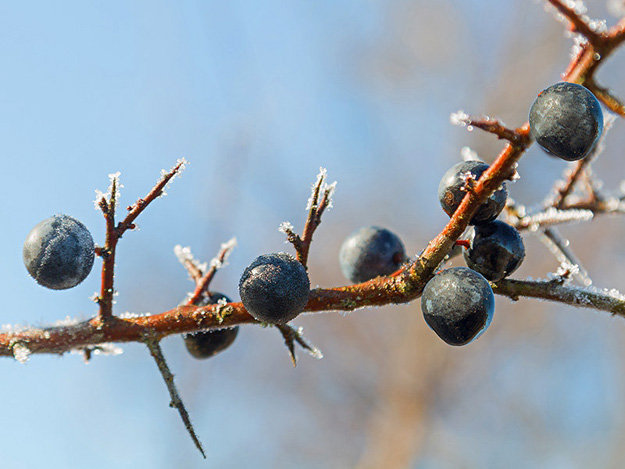 PRUNUS SPINOSA