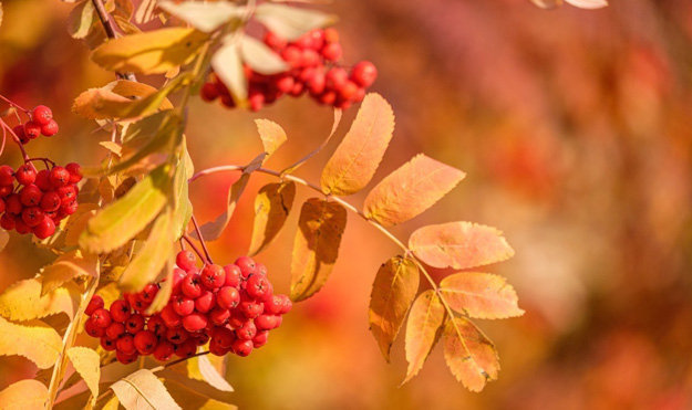 SORBUS AUCUPARIA