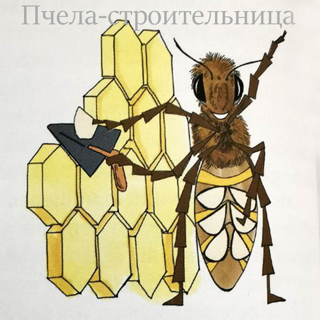 Пчела-строительница