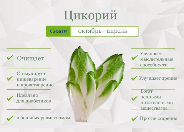 Цикорий. Польза