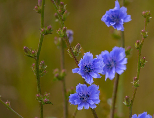 Цикорий (Cichorium intybus 