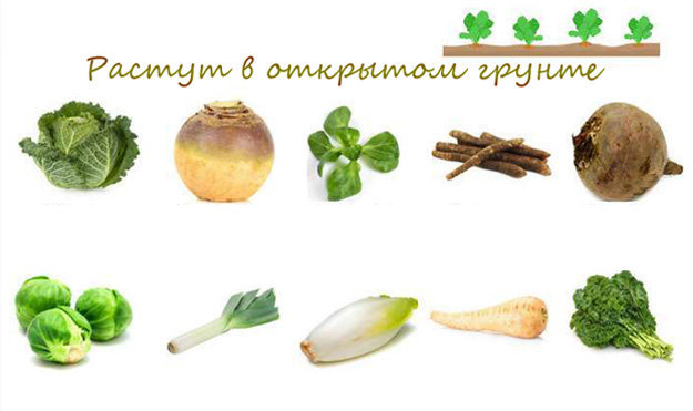 Зимние овощи, выращиваемые в открытом грунте