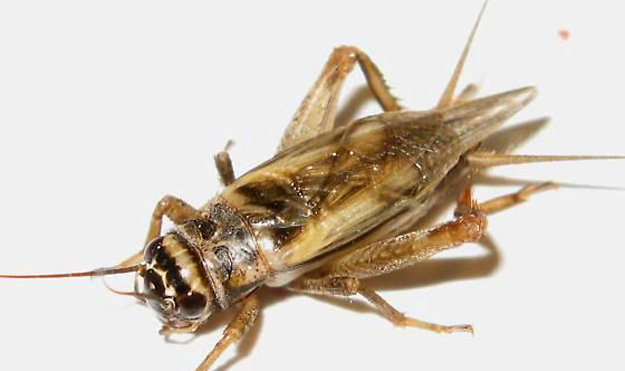 Acheta domesticus