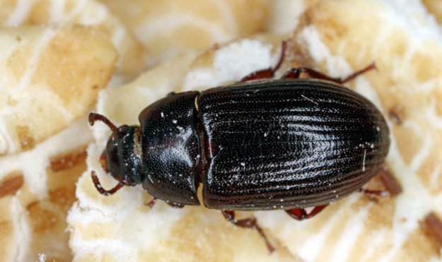 Alphitobius diaperinus