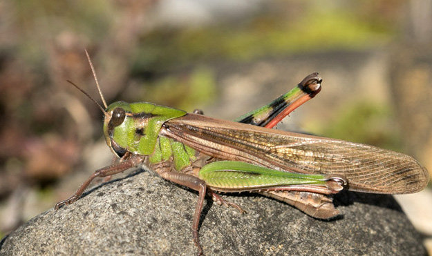 Locusta migratoria