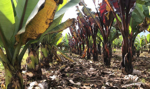 Ensete