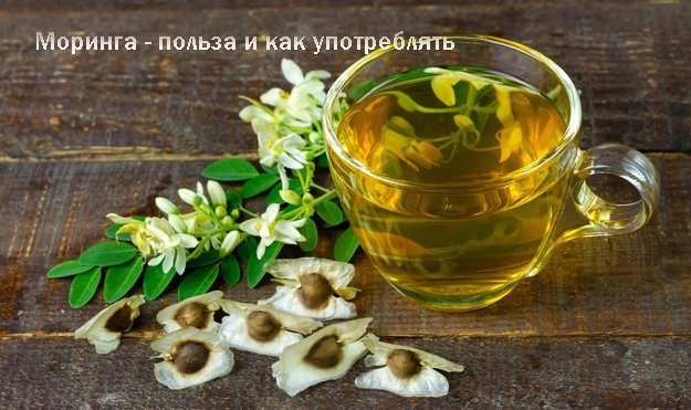 Моринга. Визитная карточка