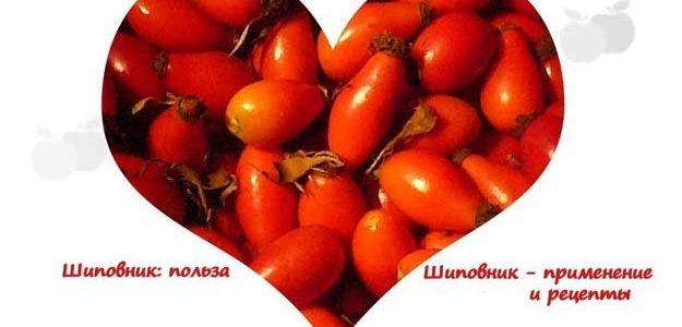 Шиповник: польза. Шиповник — применение и рецепты