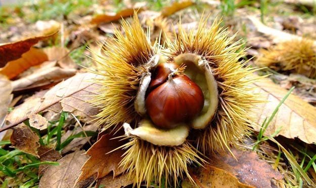 Каштаны - осенний супер-фуд-01