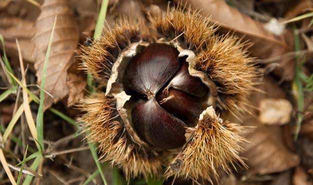 Съедобные каштаны-01