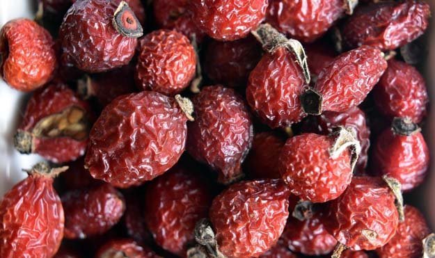 плоды шиповника