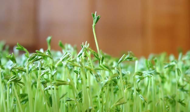 Проращивание чечевицы