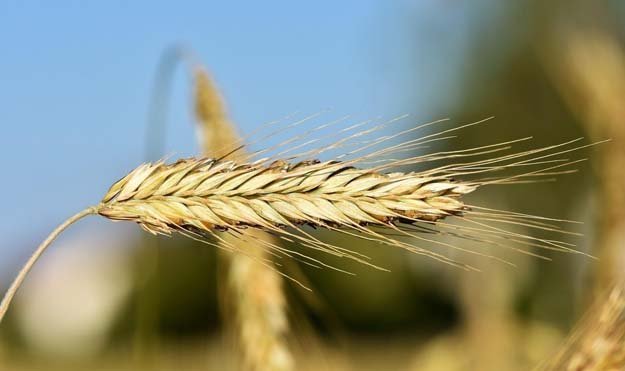 Ячмень – древнее зерно-01