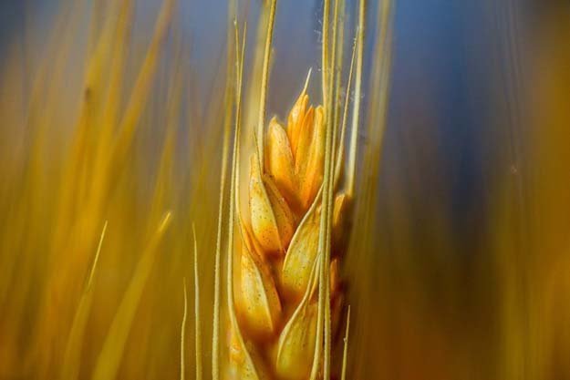 Ячмень – древнее зерно-03